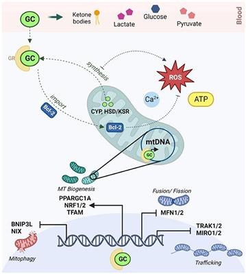 A molecular framework for autistic experiences: Mitochondrial allostatic load as a mediator between autism and psychopathology